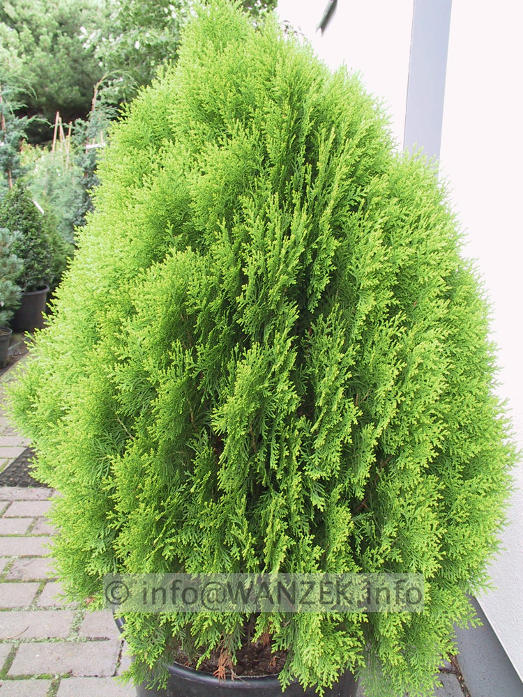 Platycladus orientalis Aurea Nana 02.JPG